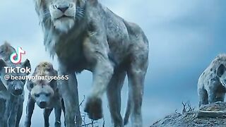 The Lion King 13