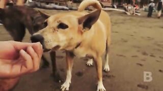 Every day the dog looked into the sewer grate, opening which people were