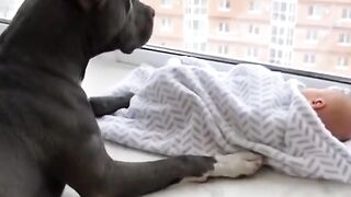 Dogs love with little babies
