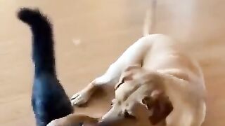 Dogs and cats love