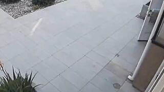 Man saves his cat from dog attacks