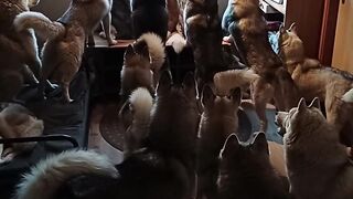 The real Barnyard