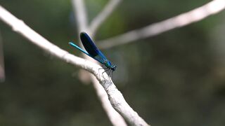 dragonfly wings bug