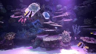 Fish aquarium 2