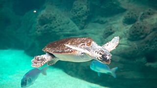 Turtle water to swim