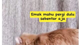kucing lucu 15