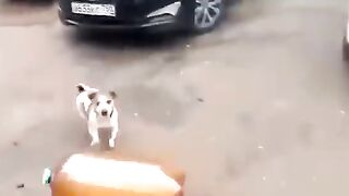 Собака 4
