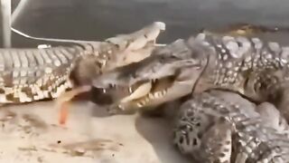 Funny And Cute Animal Videos Try not Not Laugh 2024