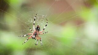 spider