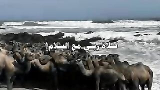 Camel in the desert 2
