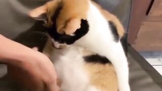 cat with cute belly