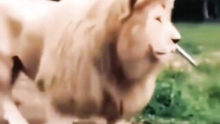 #funny #cat #dog #animals 4 (69)