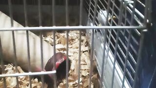 Acribatic
