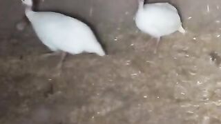 Two white ll