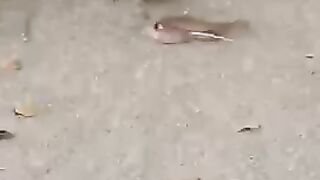 snake and mongoose fight