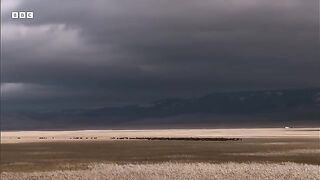 Bighorn Sheep Battle For Mating Rights  Yellowstone  BBC Earth