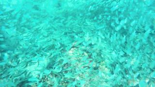 Cebu Day 2 || Cebu || Moalboal - Canyo Tour || Canyoneering, Sardines Run, Turtle Sanctuary, & more.