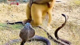 Monkey_with_cobra_naag_#kingcobra(480p). 2