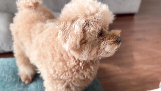 Very beautiful puppy 3