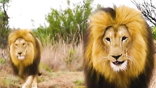 The lion is fed like the king of the jungle