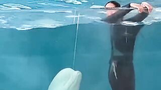 Funny Dolphin in Japan