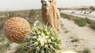 The desert camel eating cactus and fruits