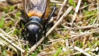 ANIMAL VIRAL 2