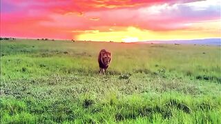king of the jungle 3