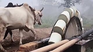 punjabi  calture very beautiful time