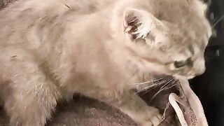 M'y cat