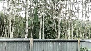 Forest 6