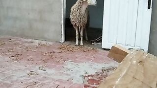 كبش العيد