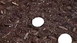 Planting onions and peppers in an unusual way
