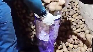 Loading potatoes into a bag in an ingenious way