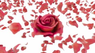 The rose is love