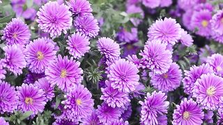 The flowers