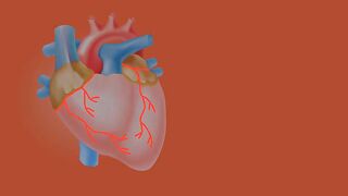 The human heart