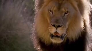 I like the lion