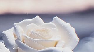 Most beautiful flowers in world.