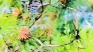 #Kashmir#foryou#videos#viralreels