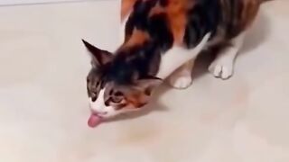 Cute pet 14