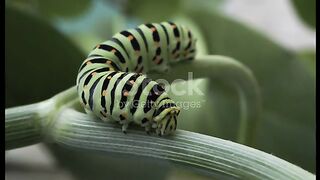 Macro of Caterpillar of Papilio Machaon swallowtail caterpillar feeding on Fennel branches.