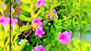 status,status video,status song,status whatsap,beast song,good song,video,natural 503