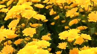 status,status video,status song,status whatsap,beast song,good song,video,natural 504