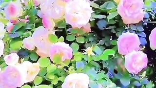 status,status video,status song,status whatsap,beast song,good song,video,natural 509