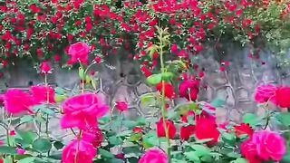status,status video,status song,status whatsap,beast song,good song,video,natural 512
