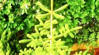 status,status video,status song,status whatsap,beast song,good song,video,natural 514