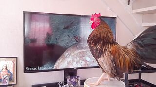 Manok nga Bantam reaksyon