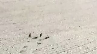 Noluyo_ya_!!_Tavşan_ve_tazı_köpeklerinin_müthiş_kovalamacası(480p).