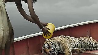 A boy survival with a tiger